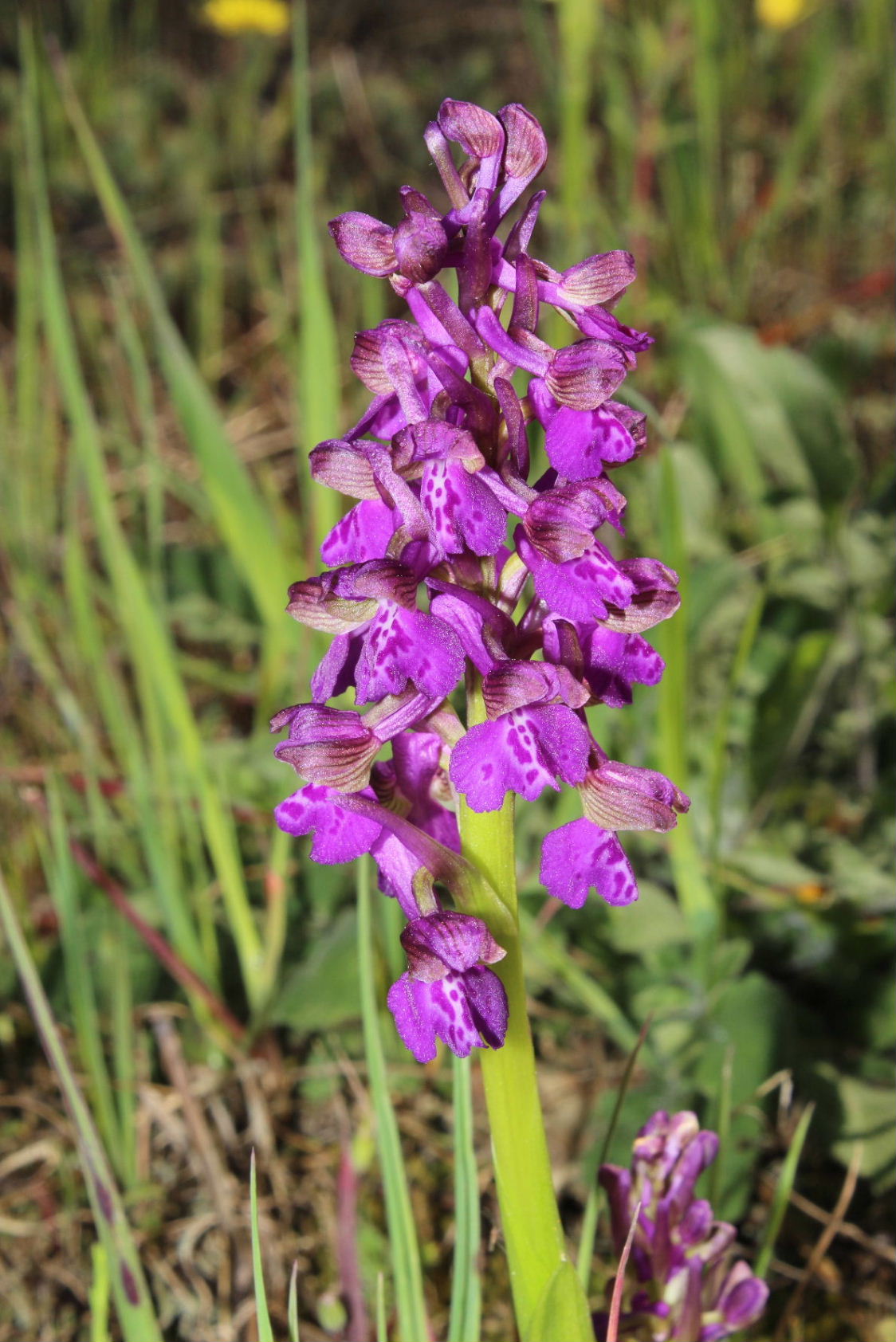 Per Orchidee lungo la piana del fiume Magra (SP)